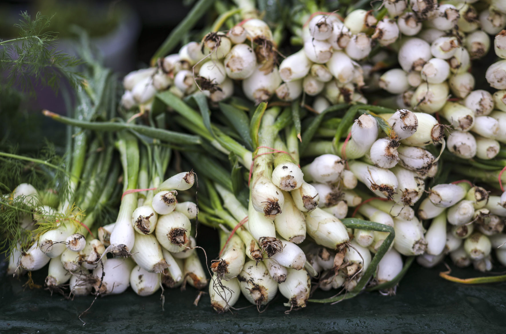051119-qct-qca-farmers-market-010
